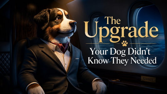 The Upgrade Your Dog Didn't Know They Needed.