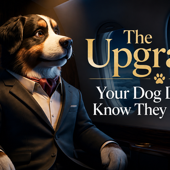 The Upgrade Your Dog Didn't Know They Needed.