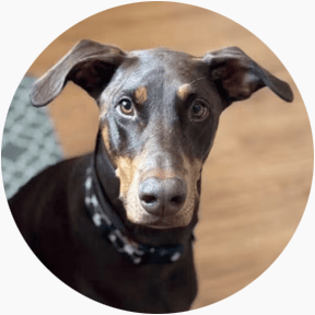 featured-review image